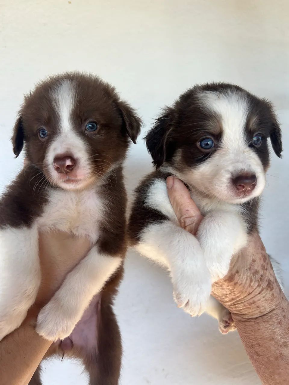 Filhotes Boder Collie - Foto 2