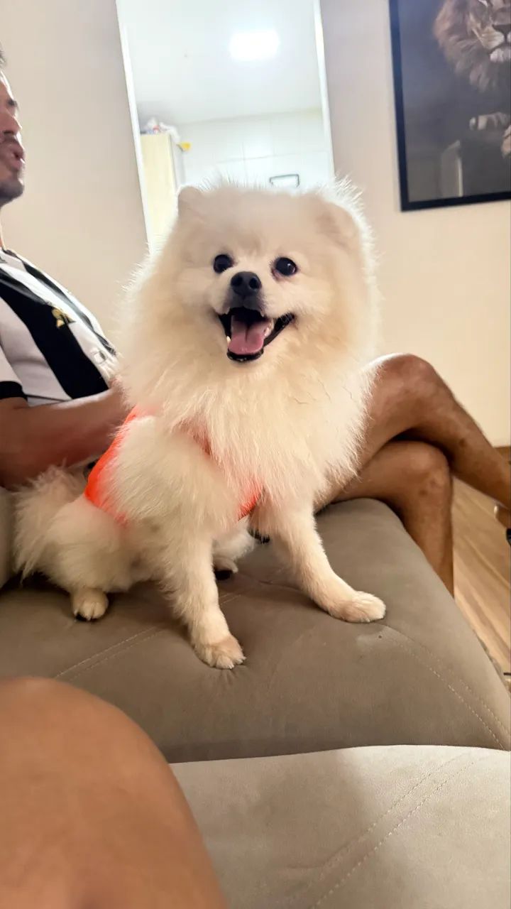 Spitz alemão macho  - Foto 4