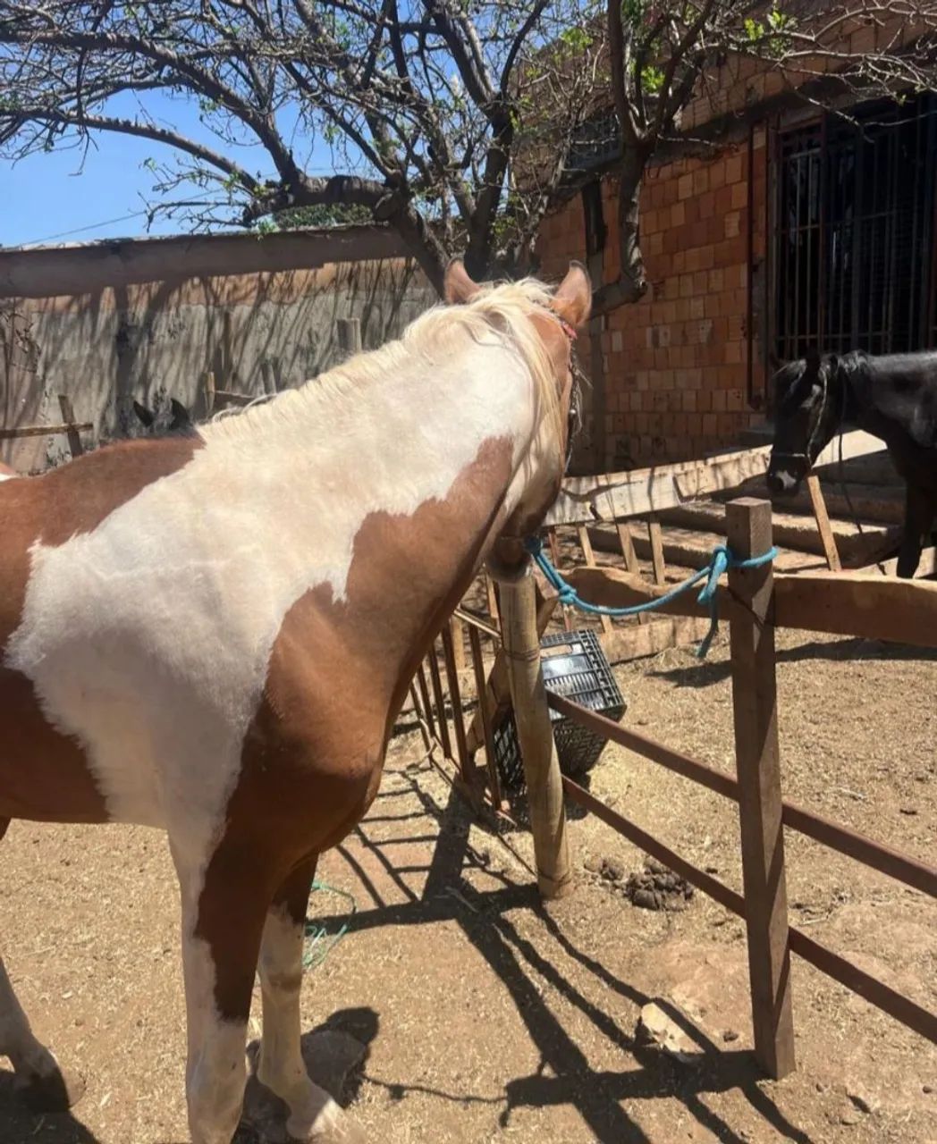 ÉGUA PAMPA - Foto 3