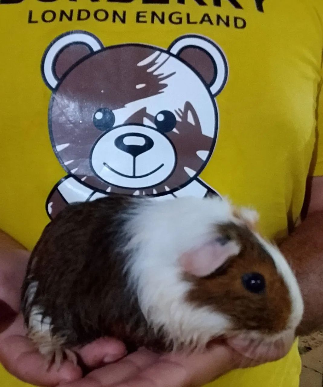 Porquinho da índia macho  - Foto 2