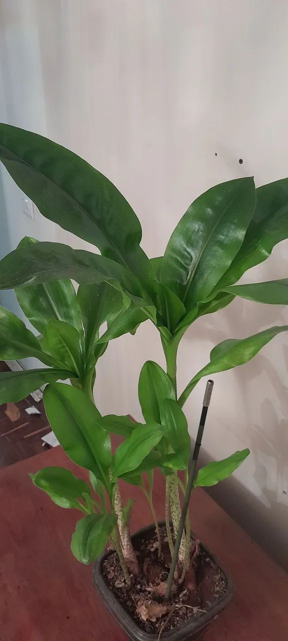 Planta Flor do Natal - Foto 3