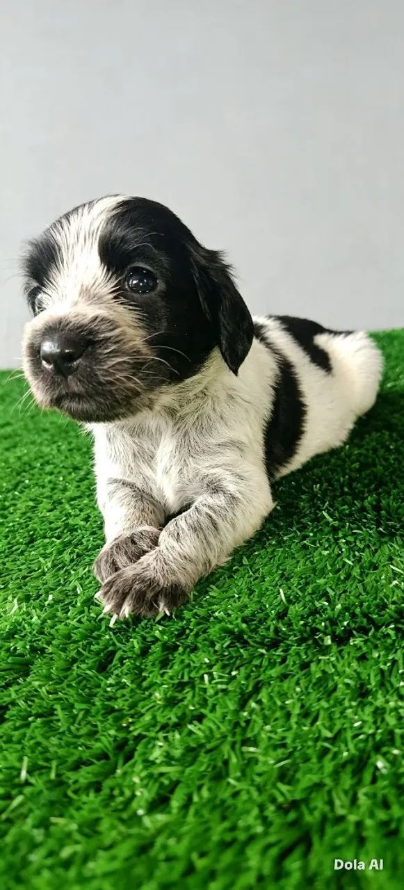 Cocker Spaniel Inglês  - Foto 5