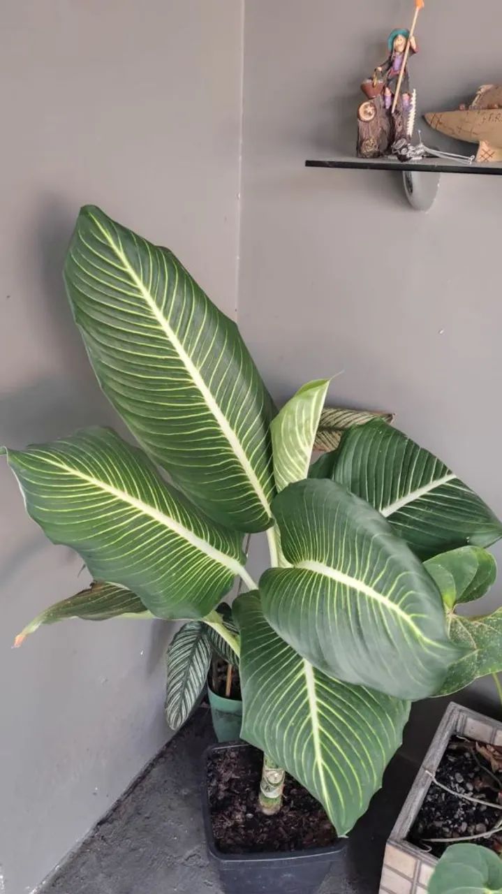 DIEFFENBACHIA ( comigo ninguém pode)