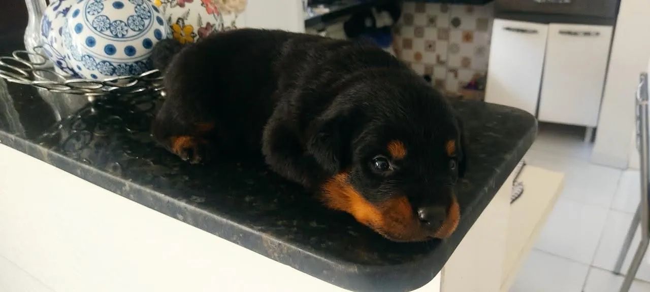 Cachorro rotwale  - Foto 5