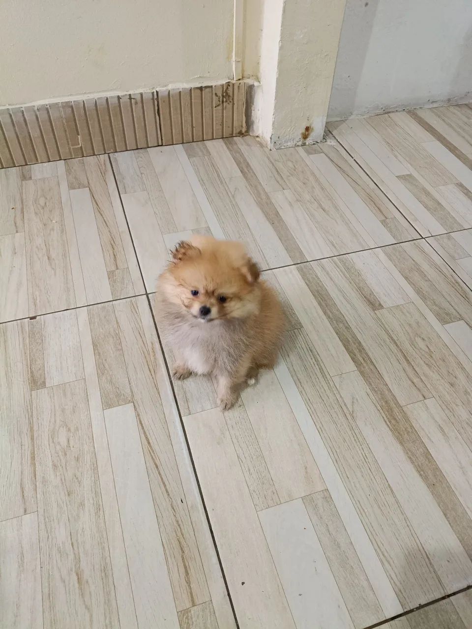 Cachorro  - Foto 3