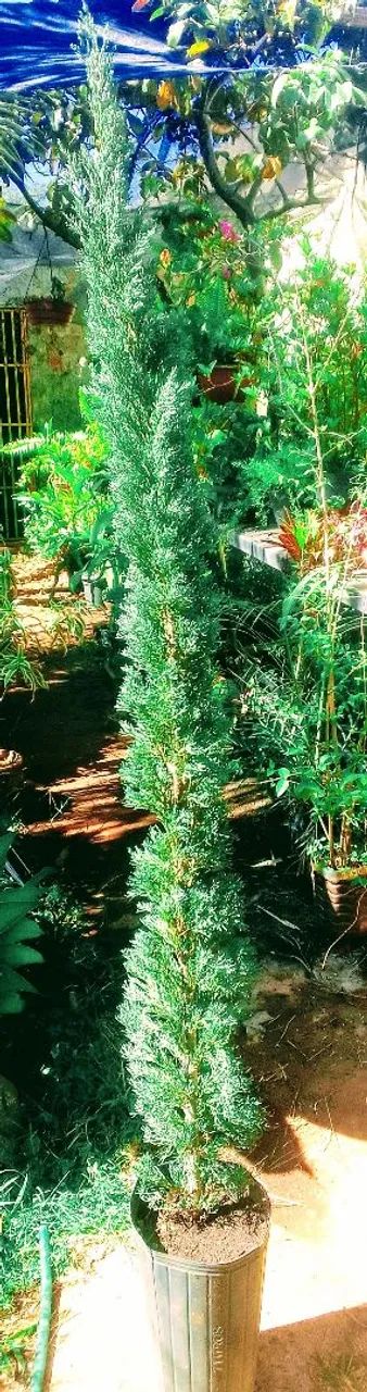 Planta 