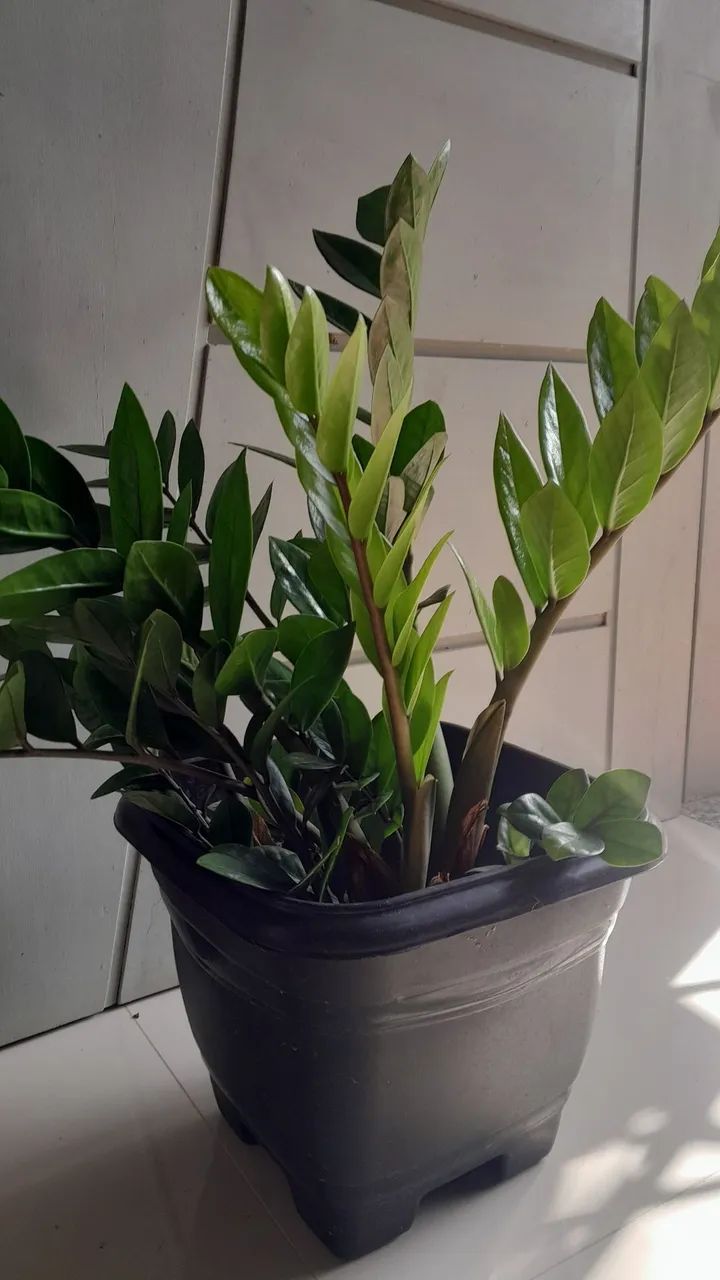 Zamioculca  - Foto 2