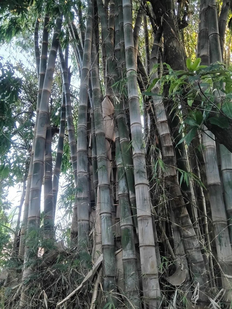 Varas de bambu cana da india - Foto 5