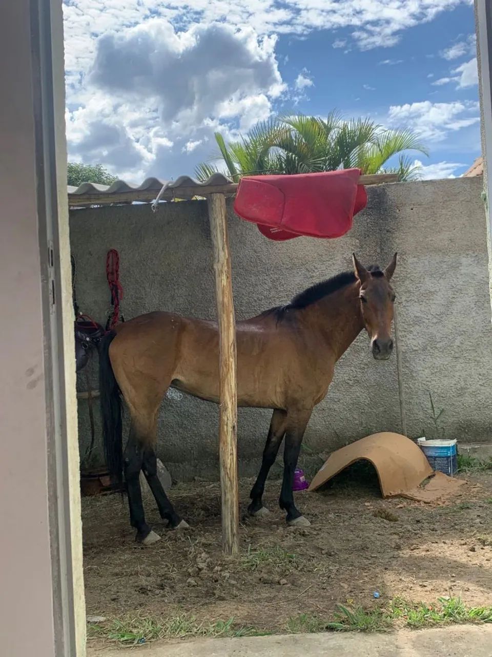 Vendo égua manga larga  - Foto 3