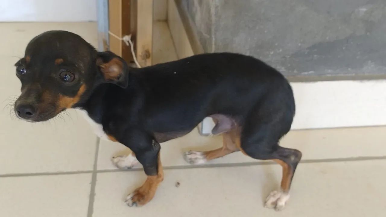 Pinscher 1 macho  - Foto 2