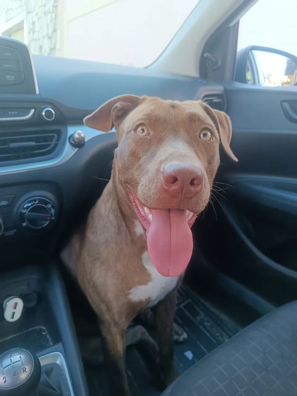 Pitbull - Foto 5