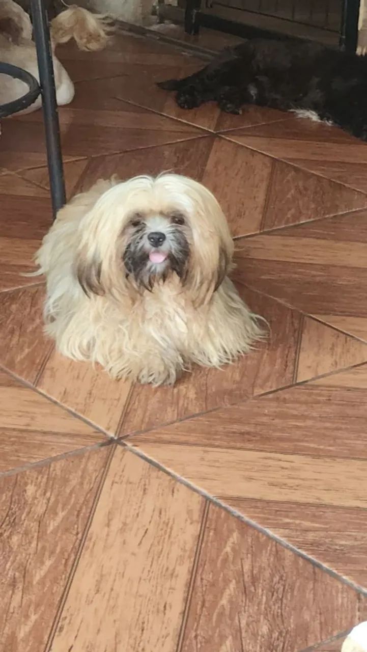 mini Shih Tzu - Foto 2
