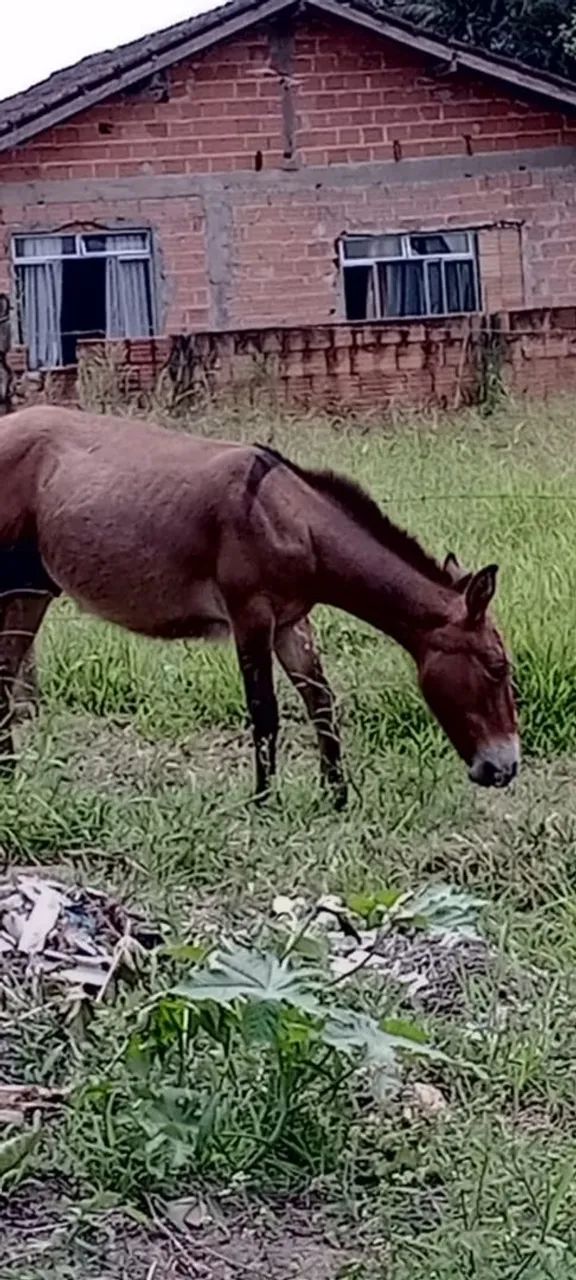 Burro xucro a venda - Foto 2