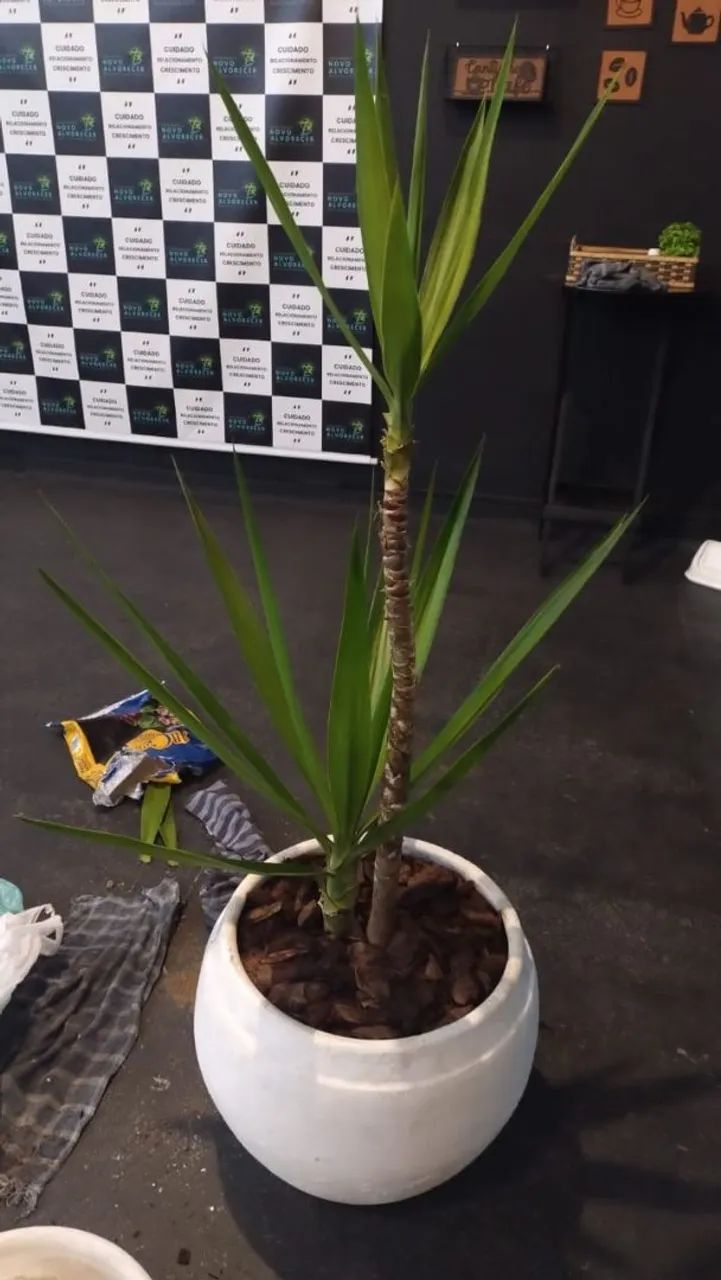 Yucca jardim, vaso  - Foto 2