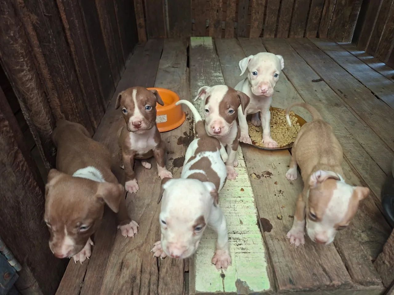 Filhotes pitbull