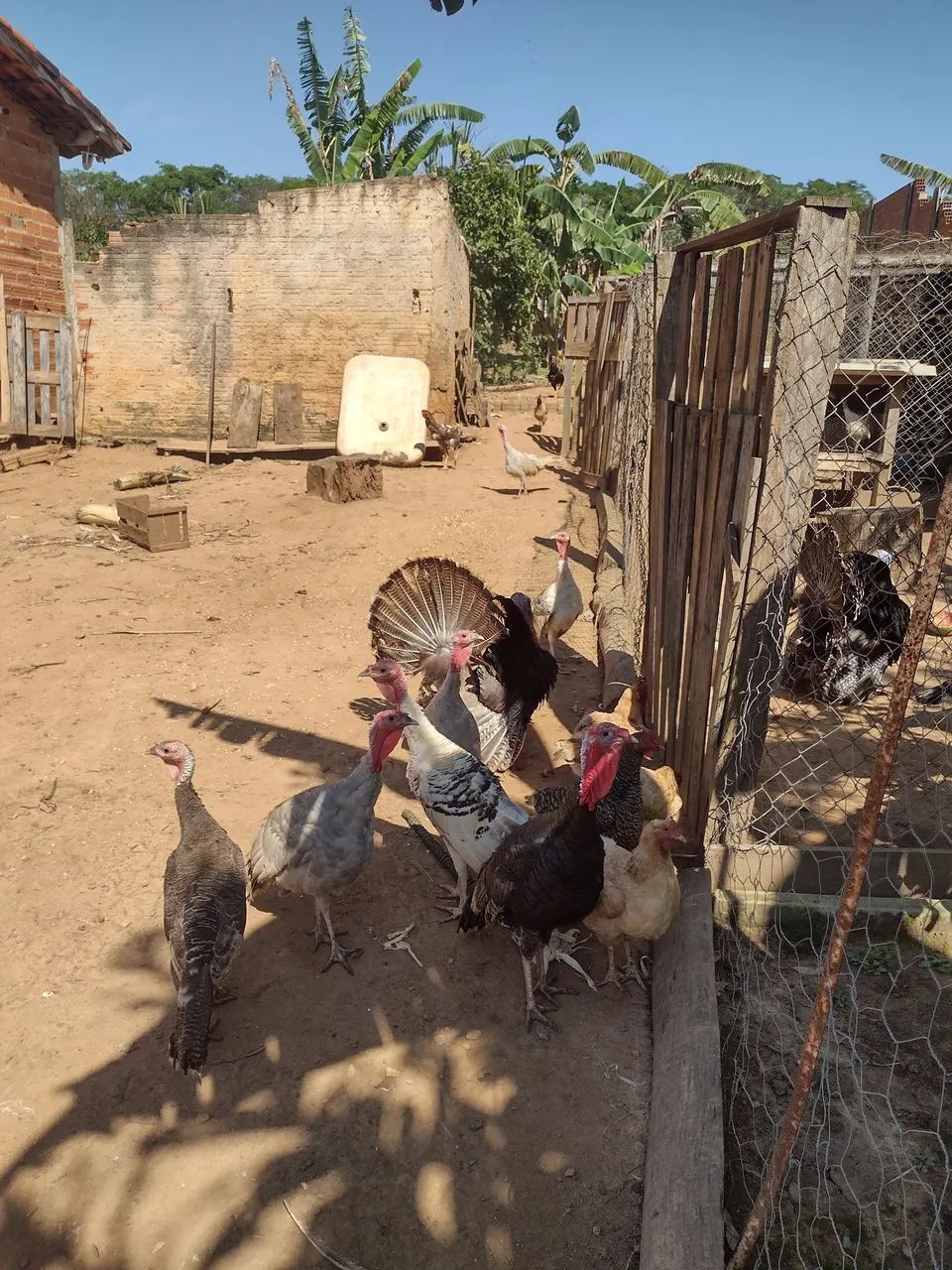 Galo indio - Foto 4