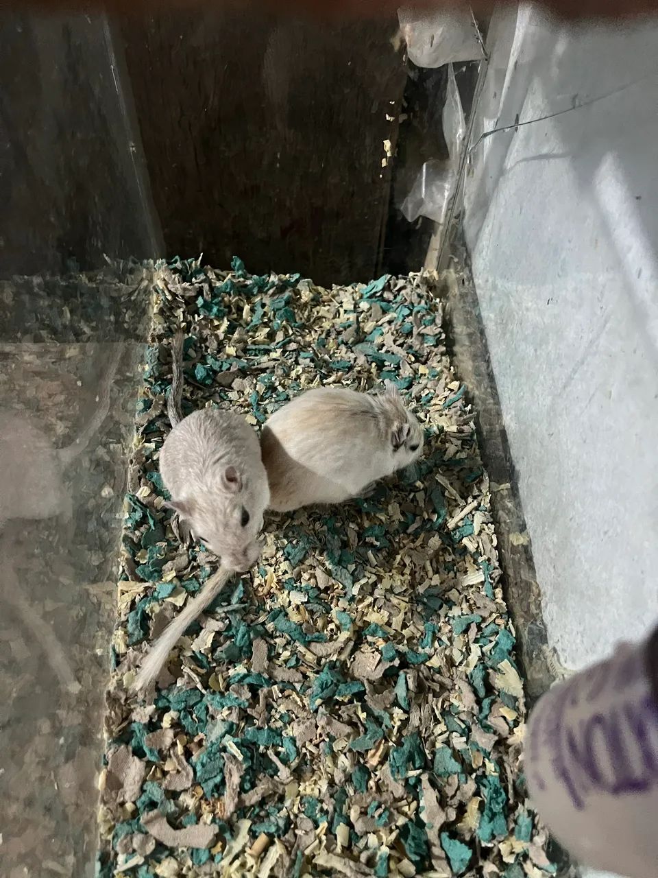 Gerbil(esquilo da Mongólia) - Foto 3