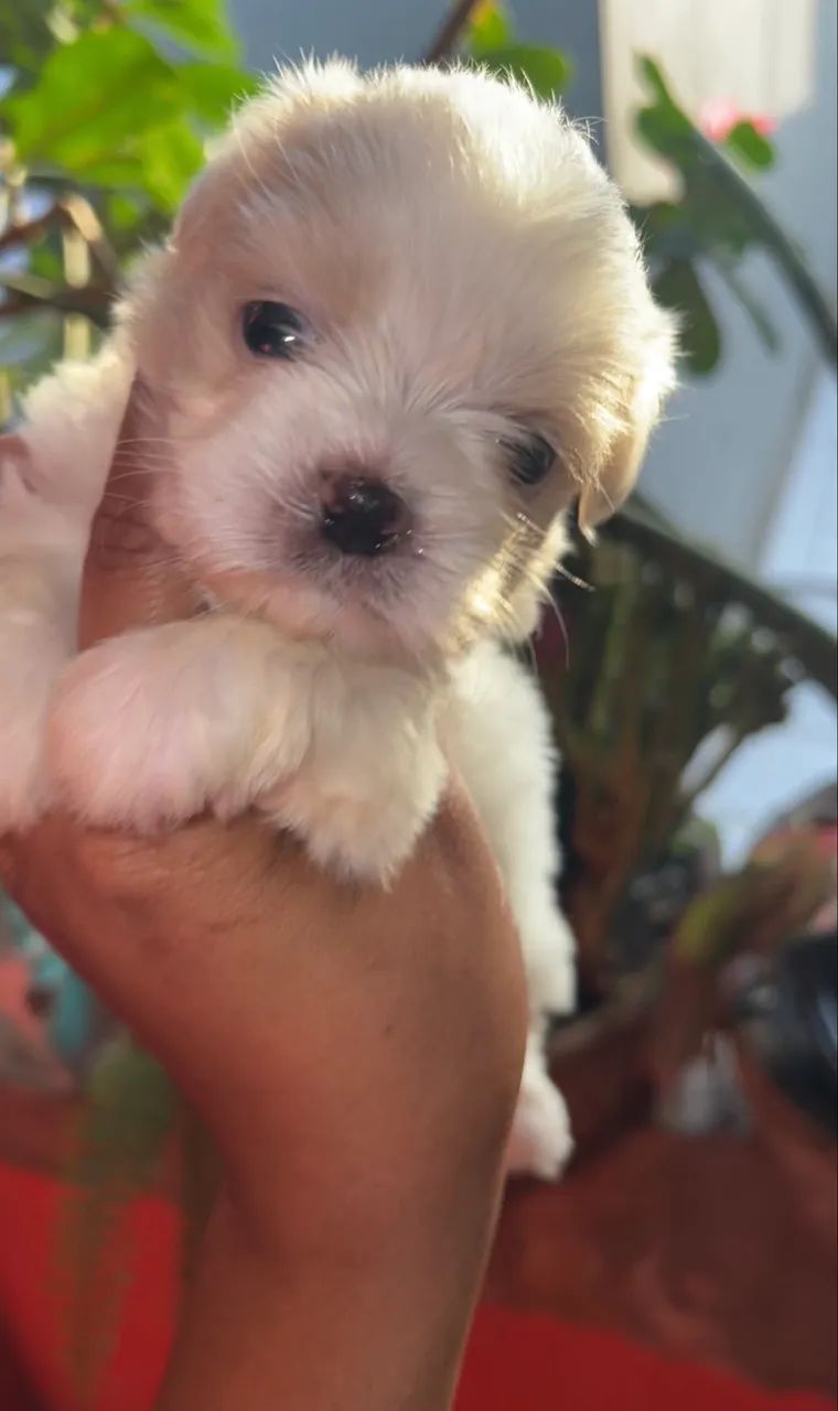 Shih tzu Branco  - Foto 4