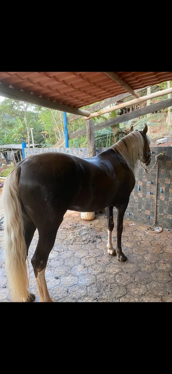 Filho do Ulisses Meaipe 