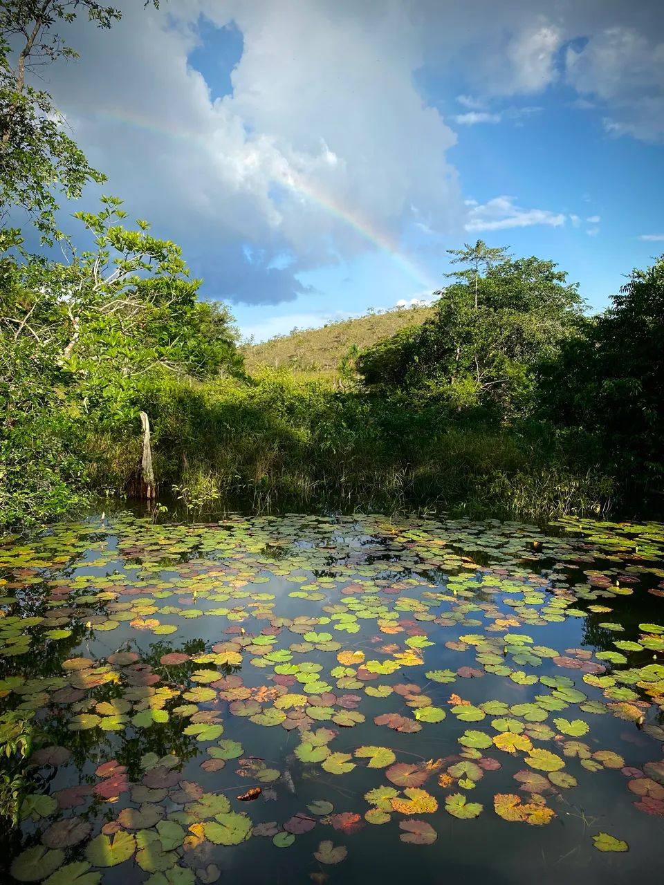 TERRENO À VENDA - RIO MATAPI - Terrenos, sítios e fazendas - Porto ...