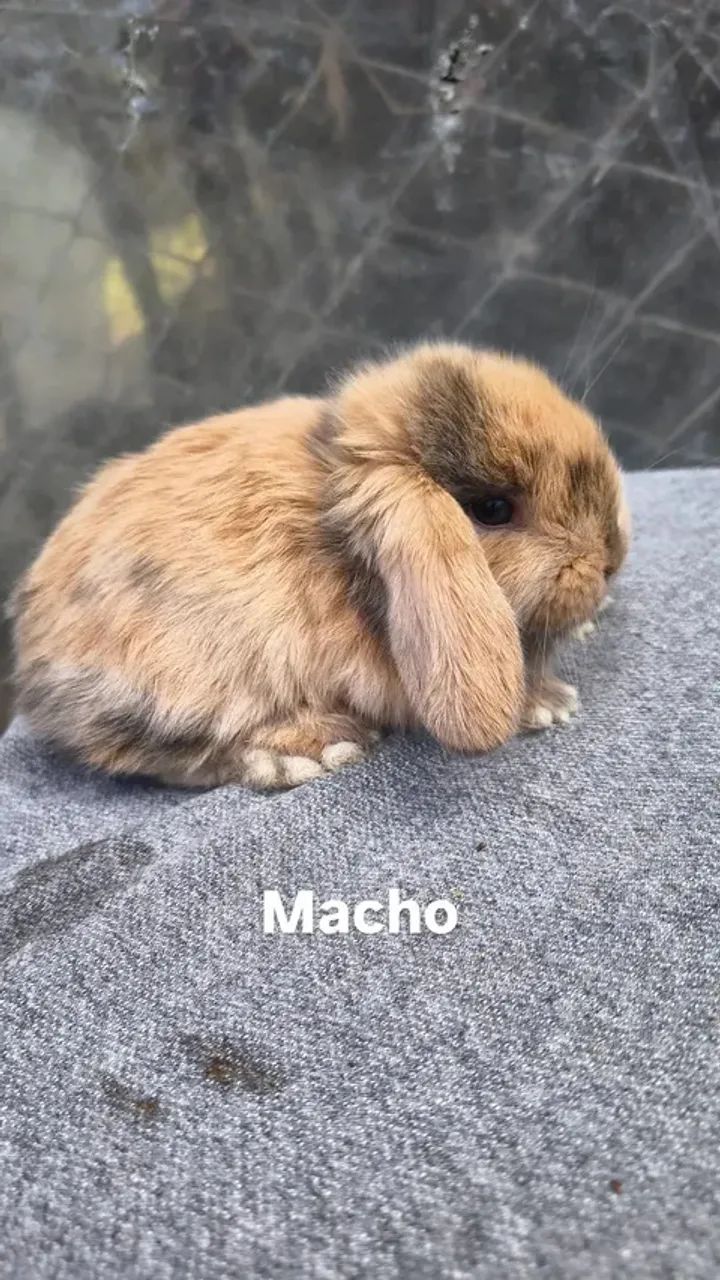 Coelhos mini lop  - Foto 6