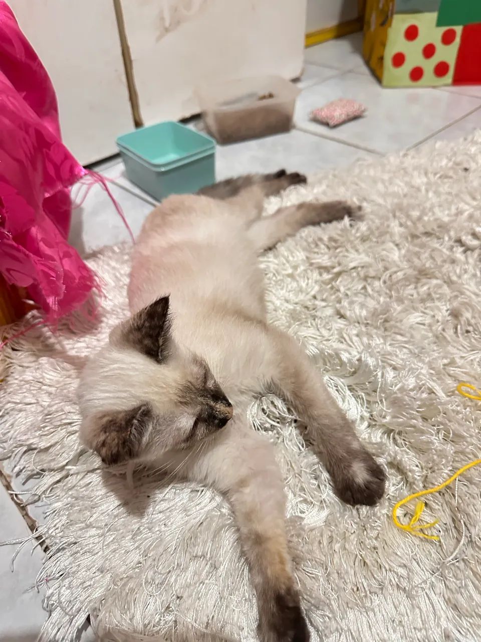 Adoção de linda gatinha  - Foto 2