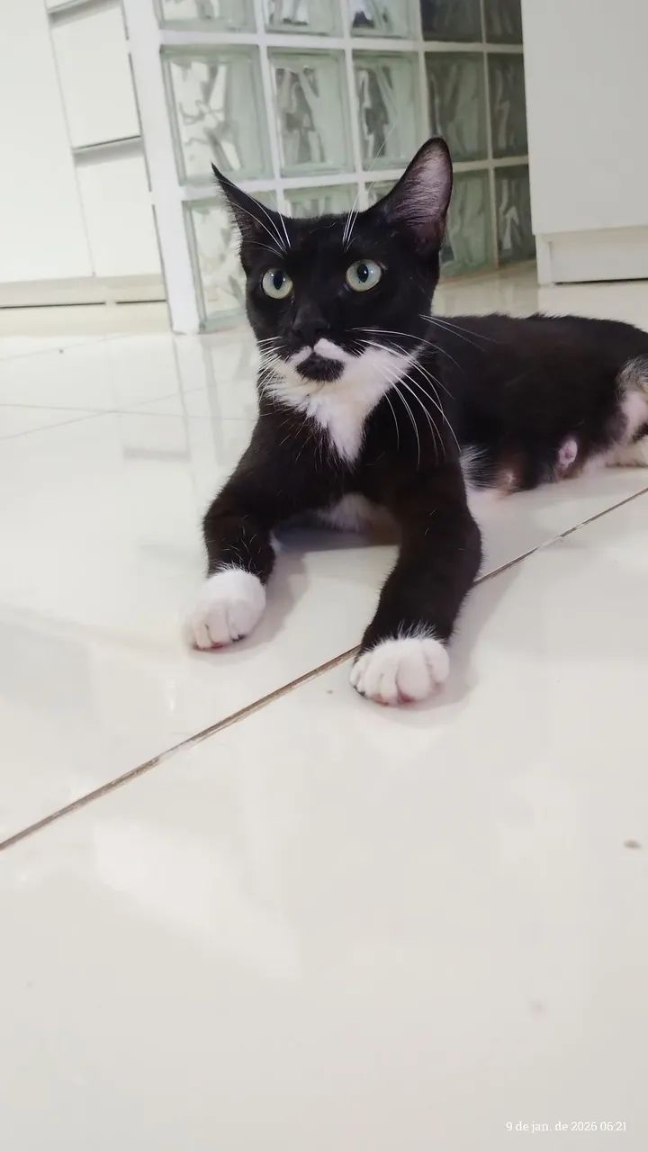 Doação de gatinha  - Foto 3