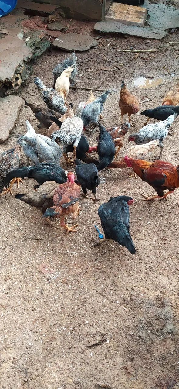 Frangos e Galo caipira - Foto 3