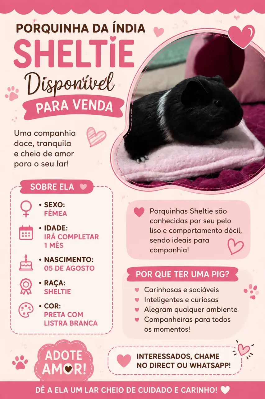 Porquinho da índia 