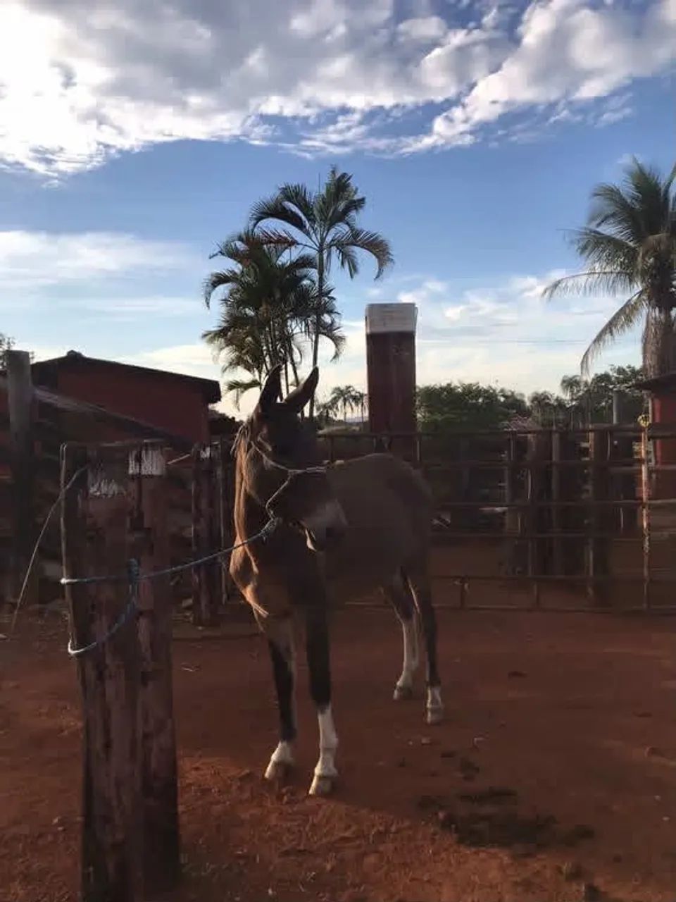 Burro disponível  - Foto 2