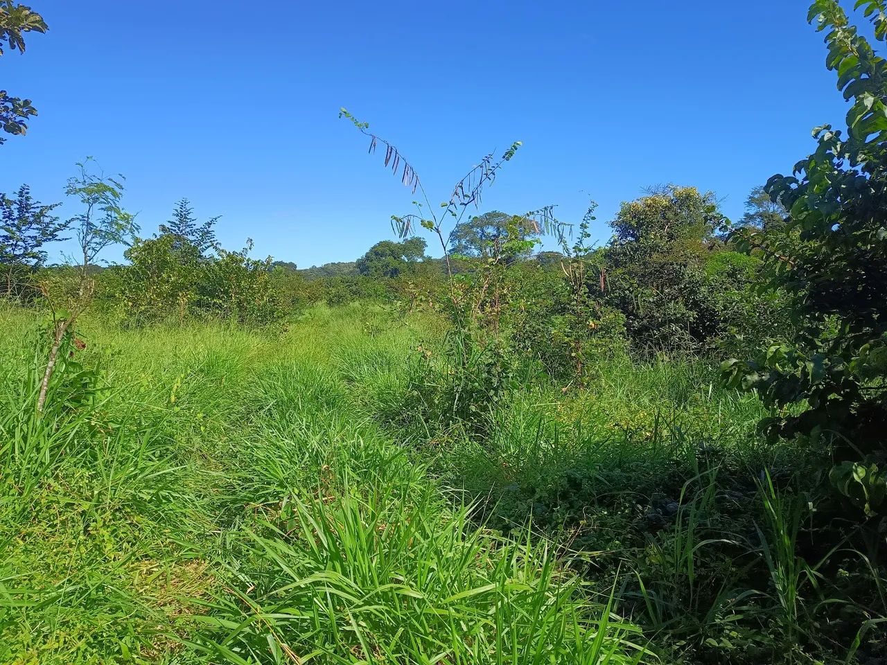 Fazenda em Barrolandia - Miracema - Palmas - Foto 2