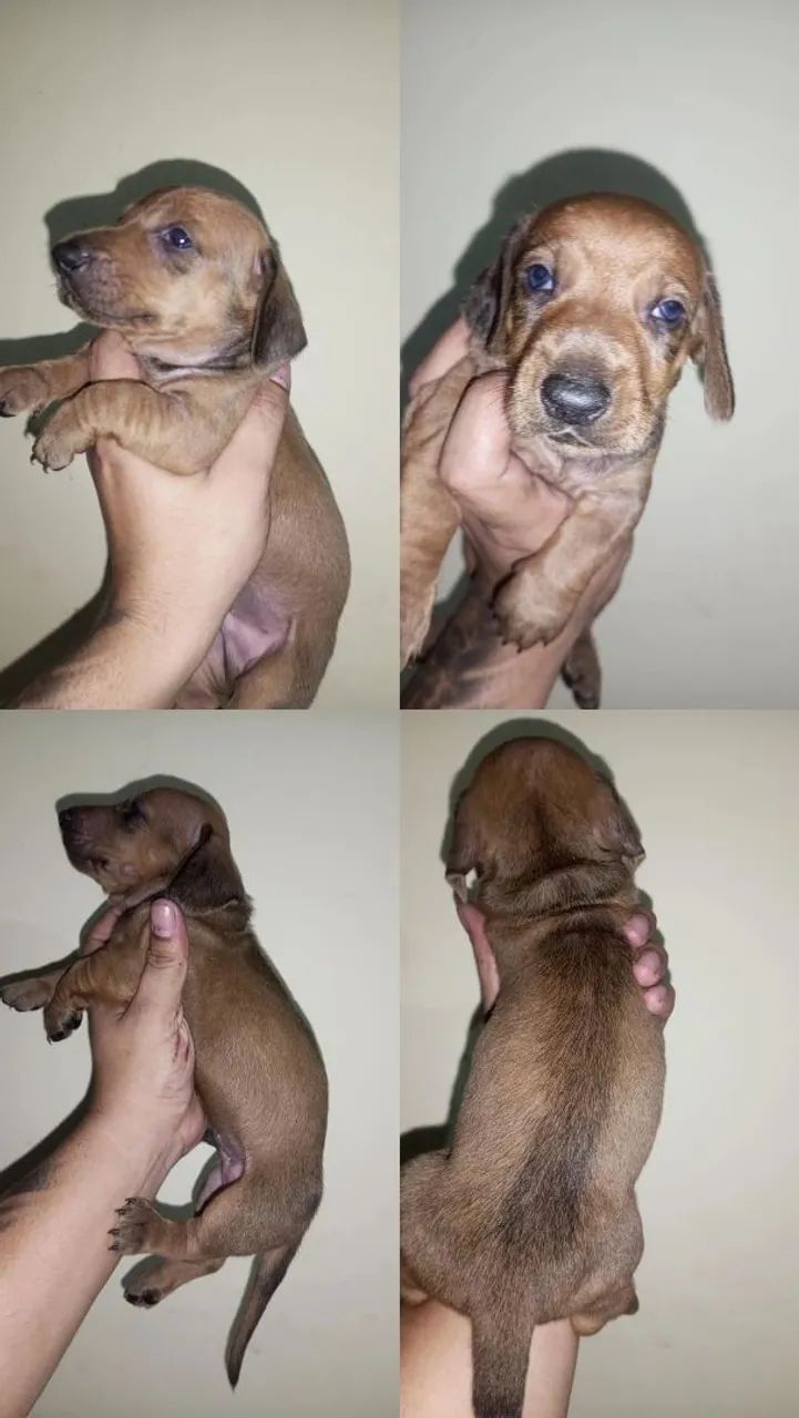 Cachorro 
