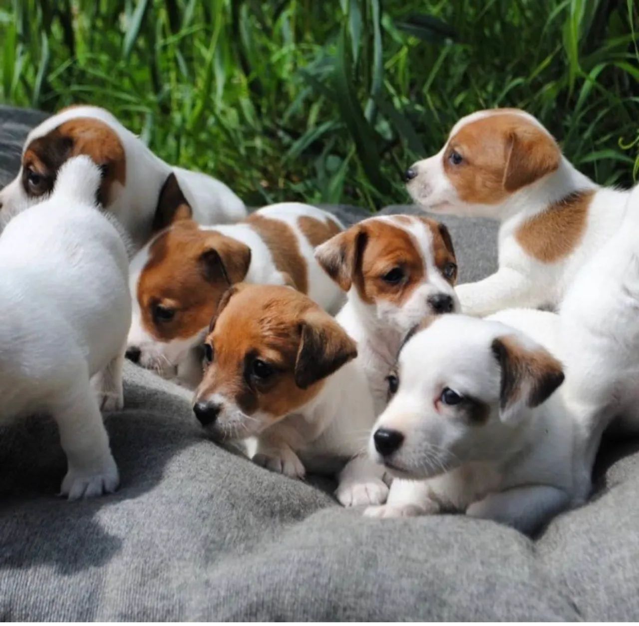 Jack Russel terrier  - Foto 2