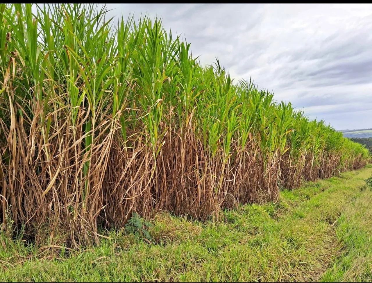 Capiaçu para silagem, trato verde ou mudas - 2 hectares - Foto 2