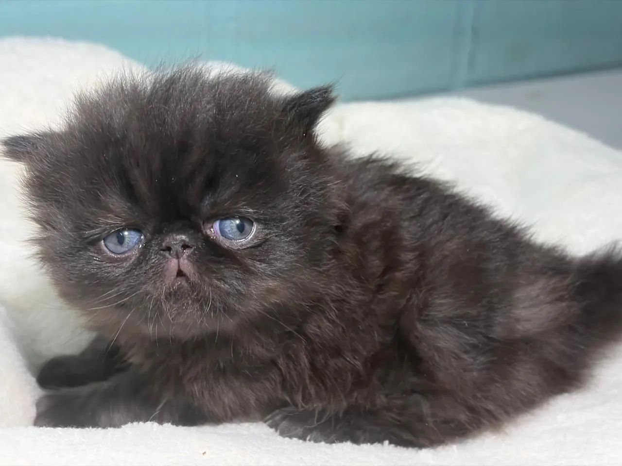 Gato persa