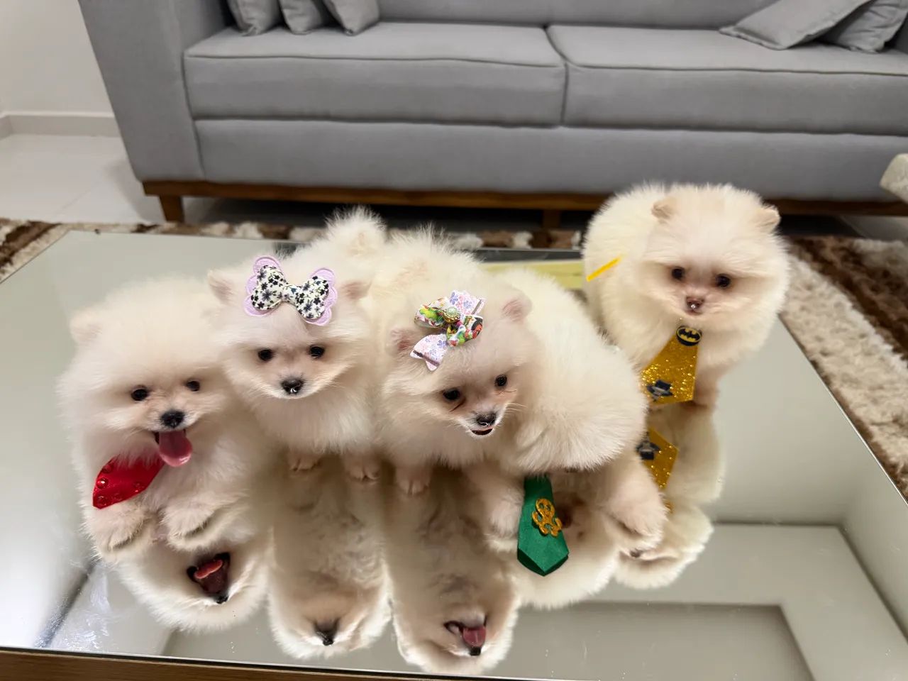Spitz alemão macho e fêmea. - Foto 3