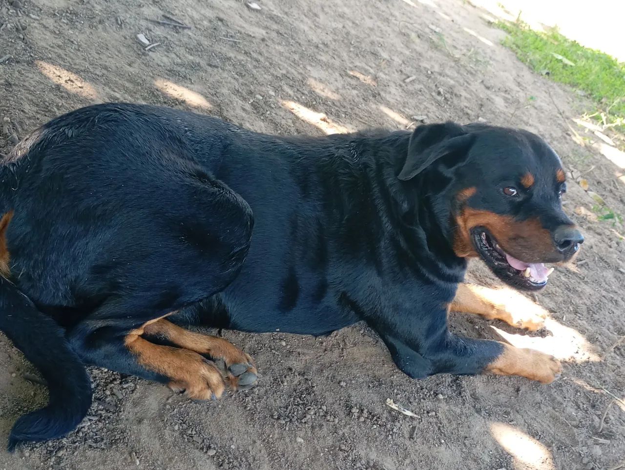Filhote rottweiler  - Foto 2