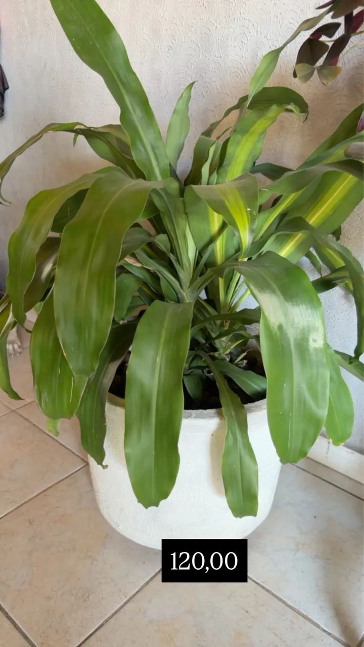 Jardim - Foto 4
