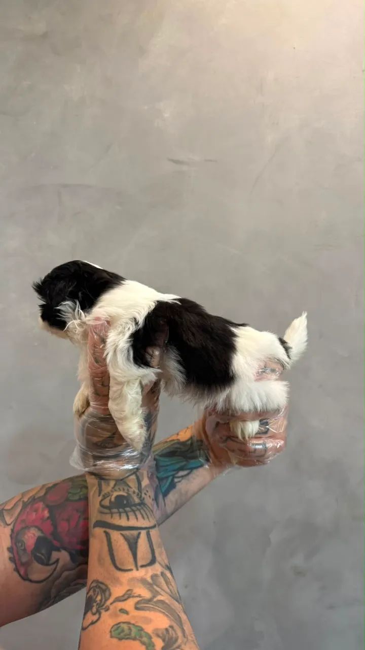 Shitzu mini (macho )  - Foto 4