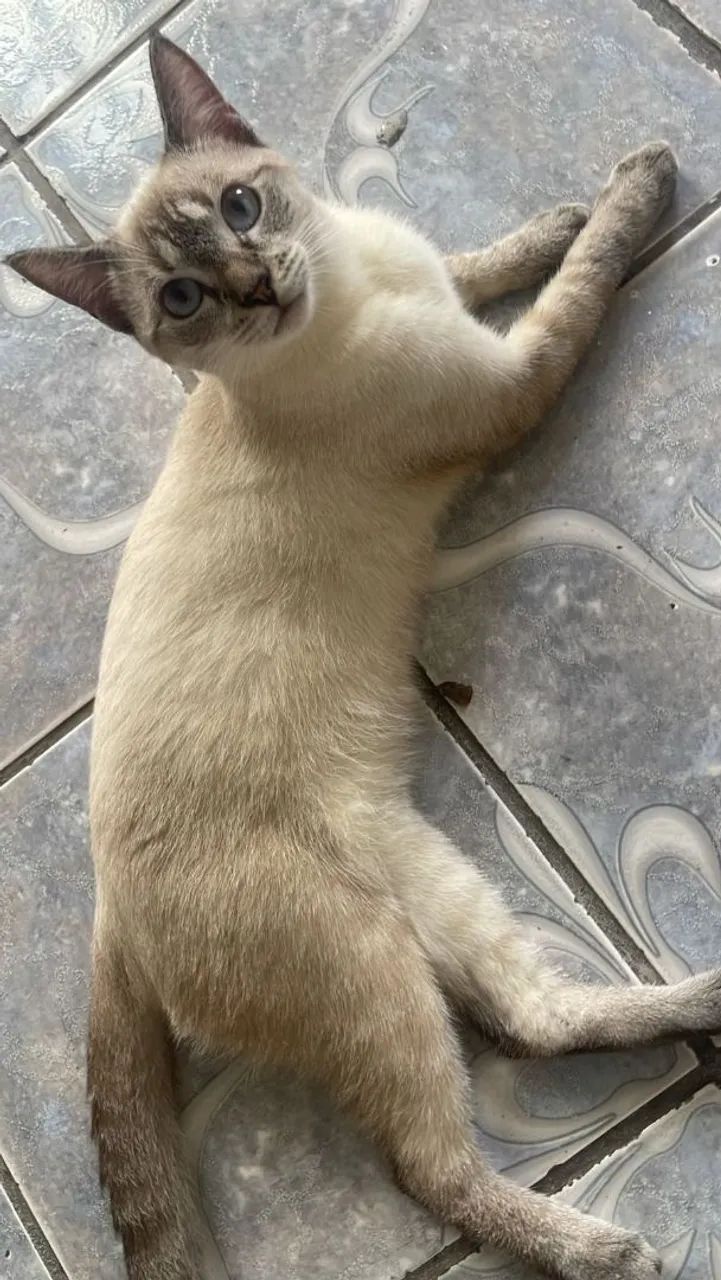 Gata adoção 