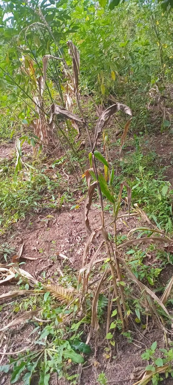 Chacara - Foto 2