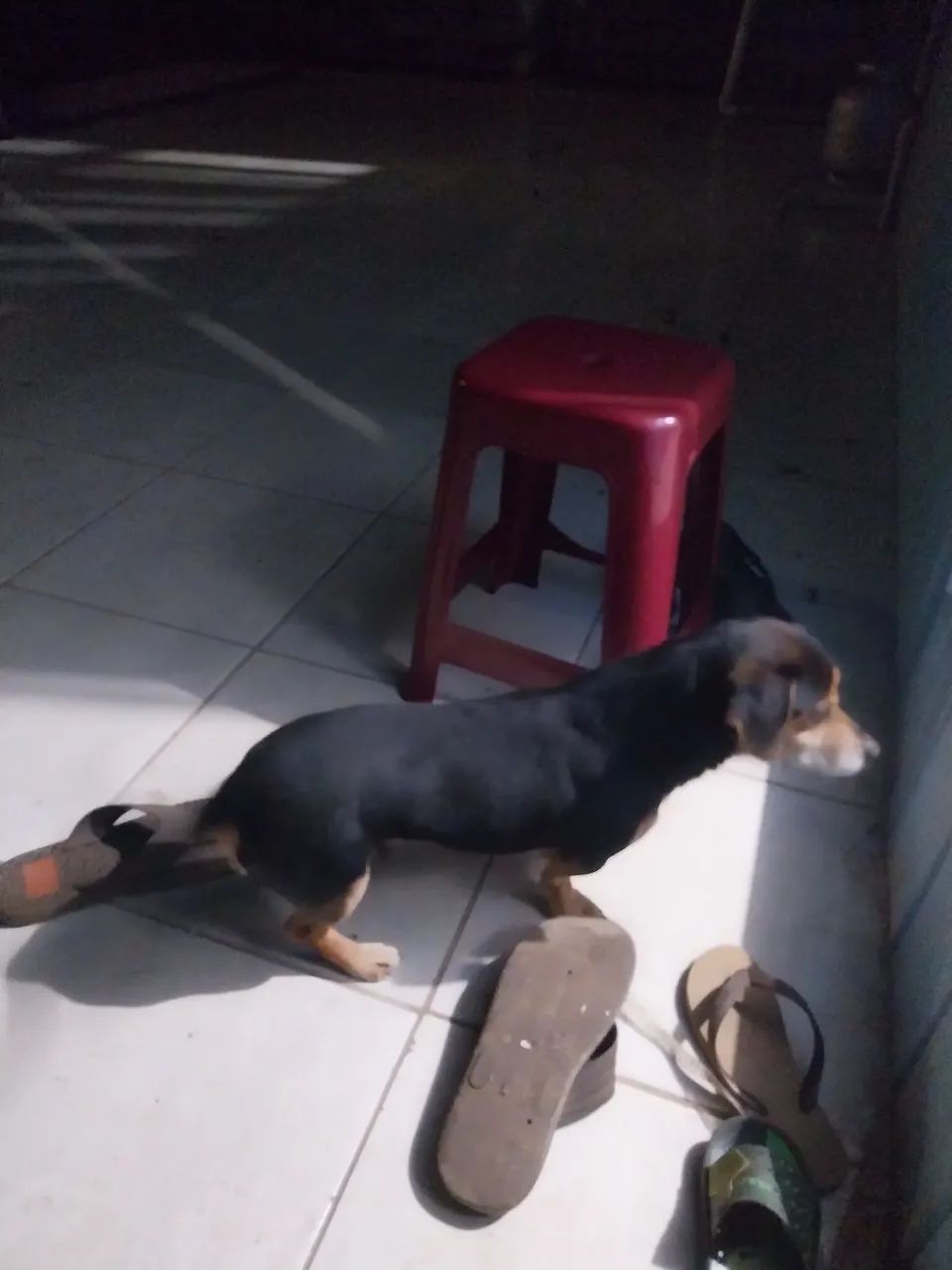 Cachorro - Foto 2