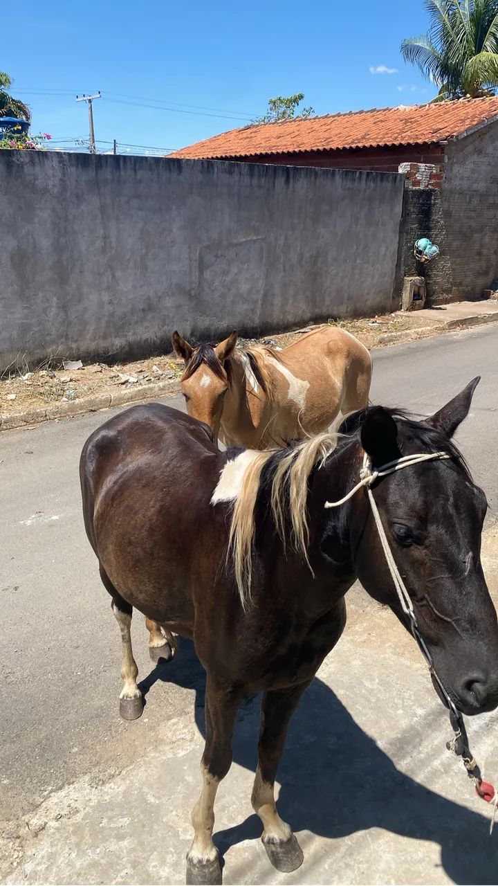 éguas a venda