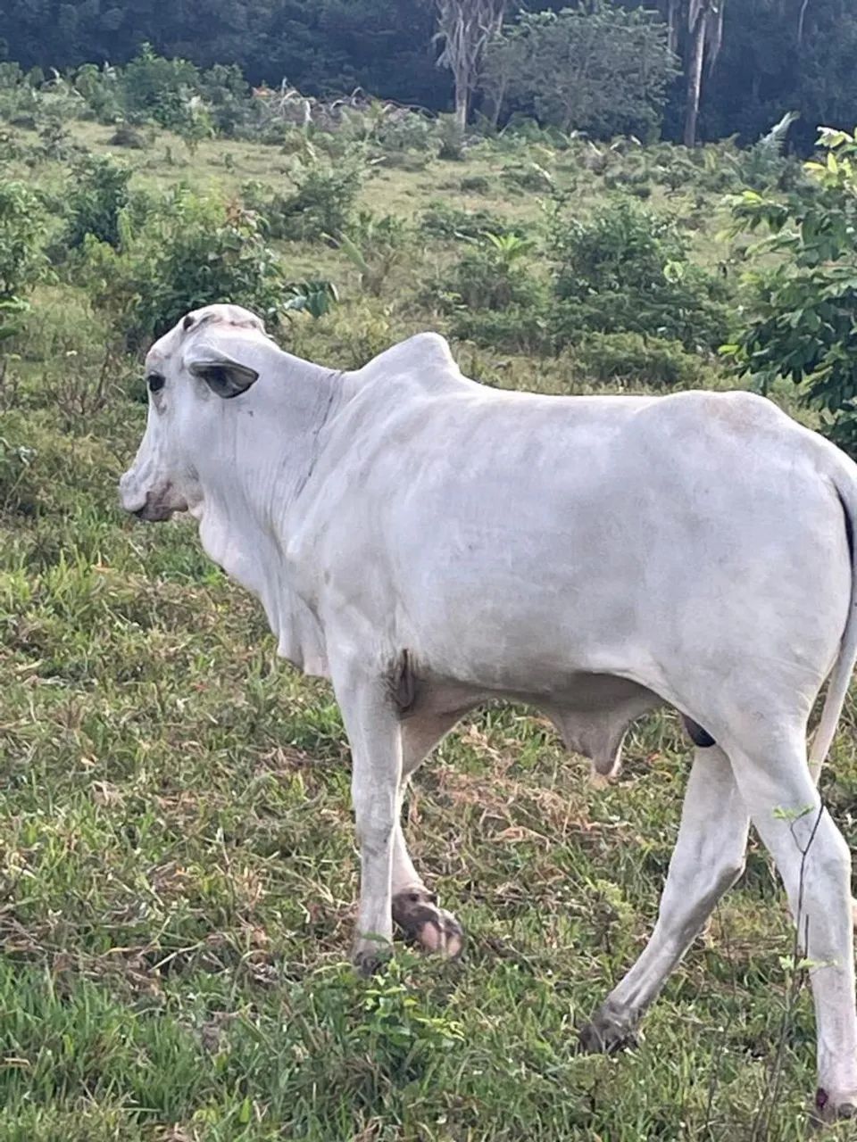 Vacas e novilhas - Foto 2