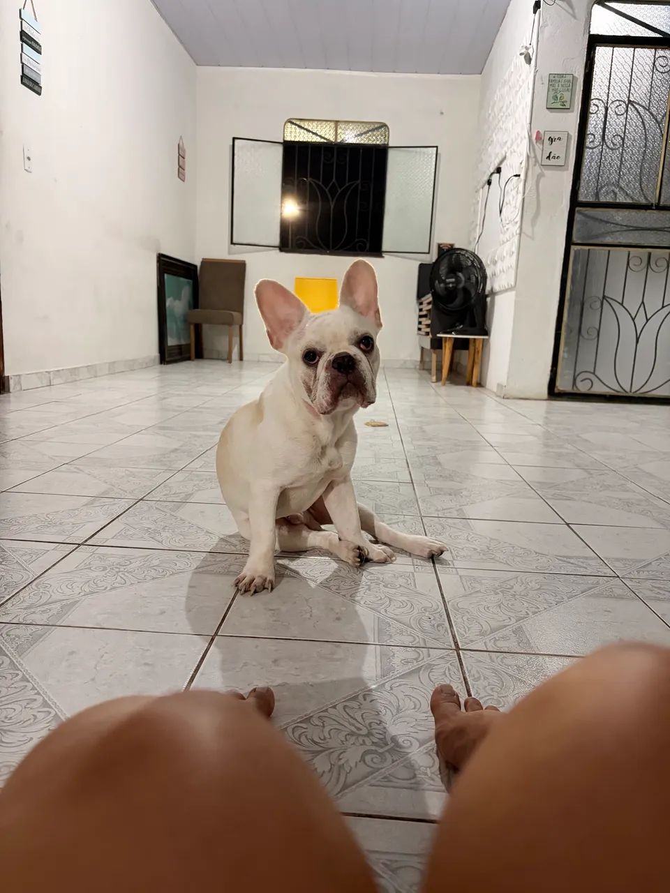 Buldogue francês  - Foto 2