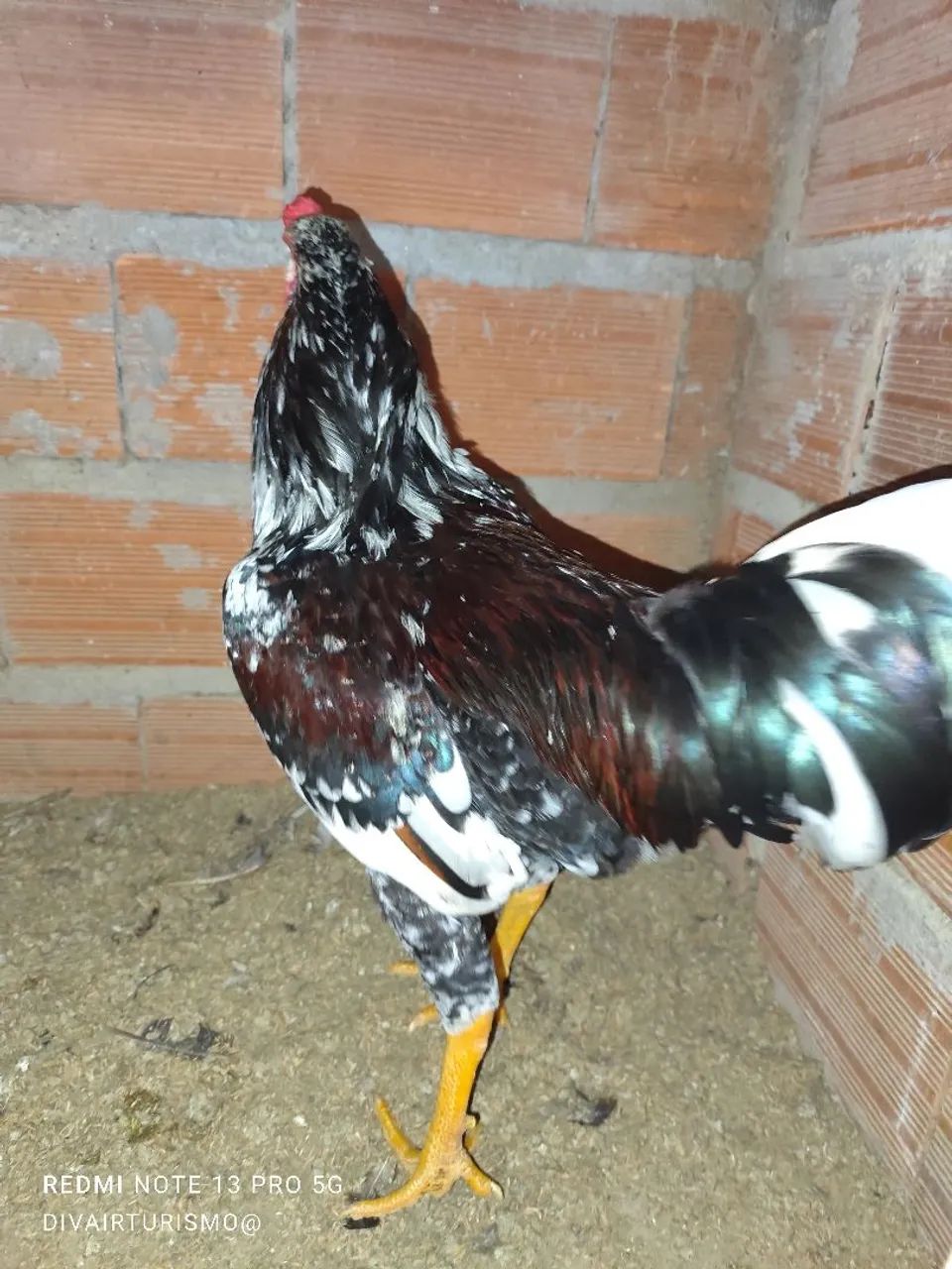 Kfrango - Foto 2