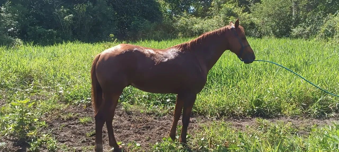 Animal de campo, trabalhar com gado  - Foto 3