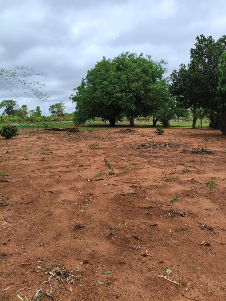 Vendo sitio de 12 hectares e meio - Foto 5