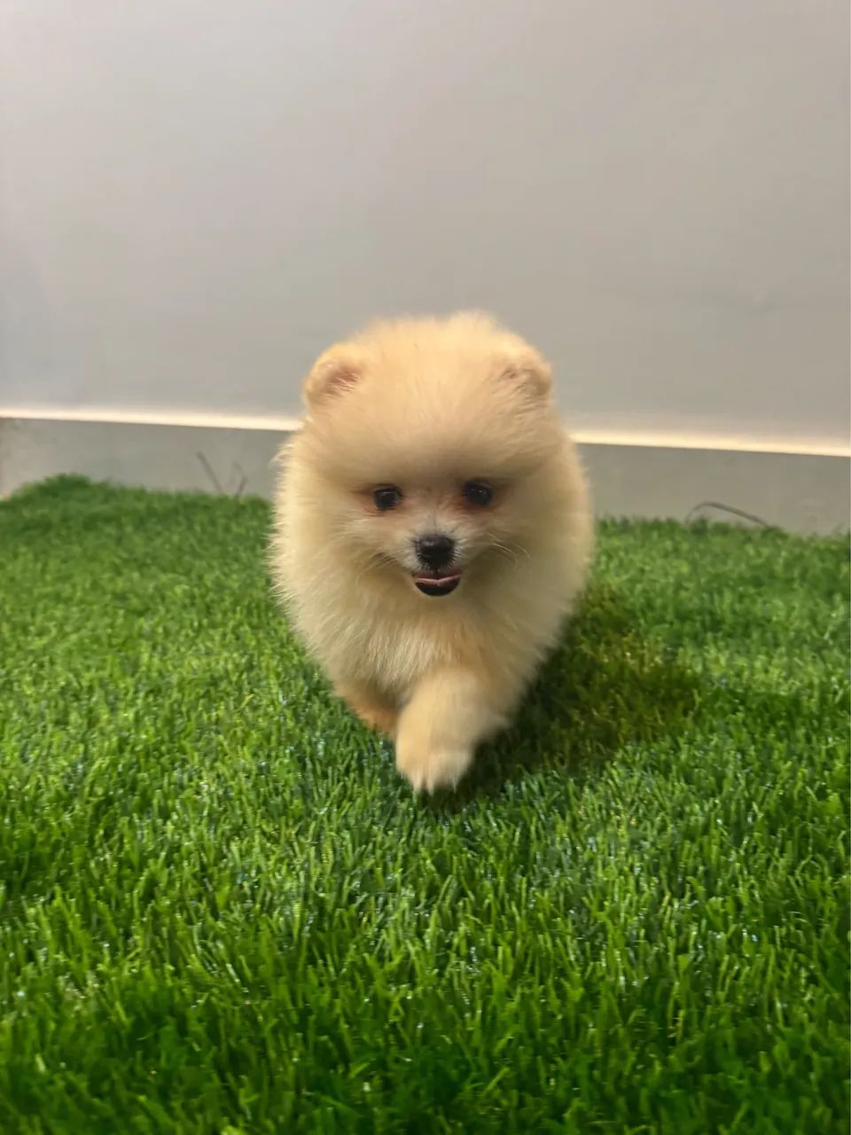 Spitz alemão anão macho