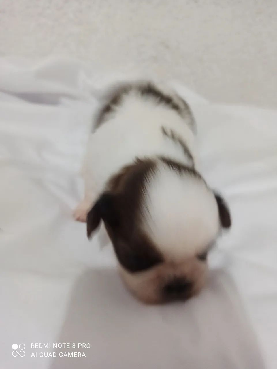 Macho shitzu - Foto 2